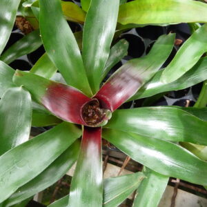 Neoregelia schultesiana 'Fireball'
