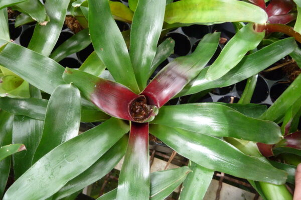 Neoregelia schultesiana 'Fireball'