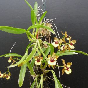 Oncidium eurycline