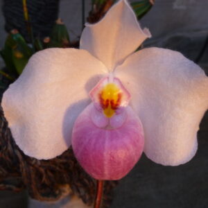 Paphiopedilum delenatii