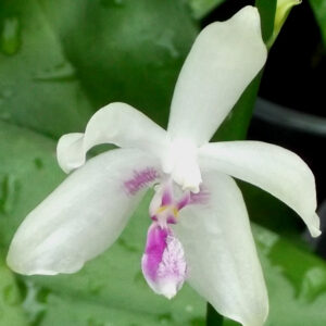 Phalaenopsis fimbriata