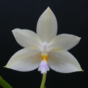 Phalaenopsis floresensis