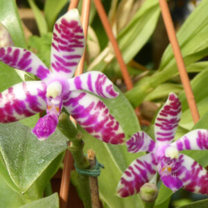Phalaenopsis lueddemanniana