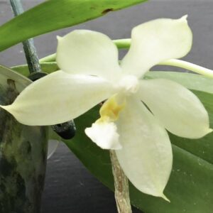 Phalaenopsis micholitzii