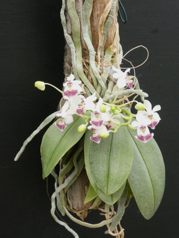 Phalaenopsis parishii