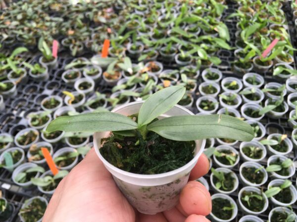 Phalaenopsis parishii – Bild 3