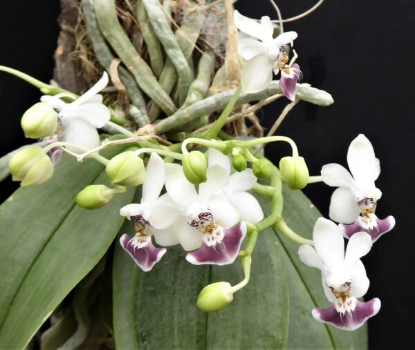Phalaenopsis parishii – Bild 2