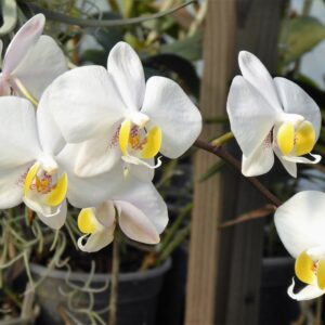 Phalaenopsis philippinense