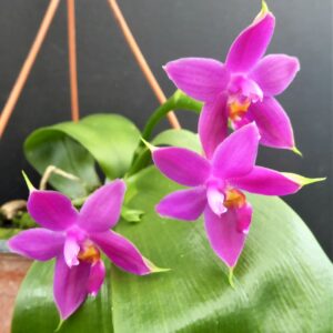 Phalaenopsis violacea 'Malaysia'