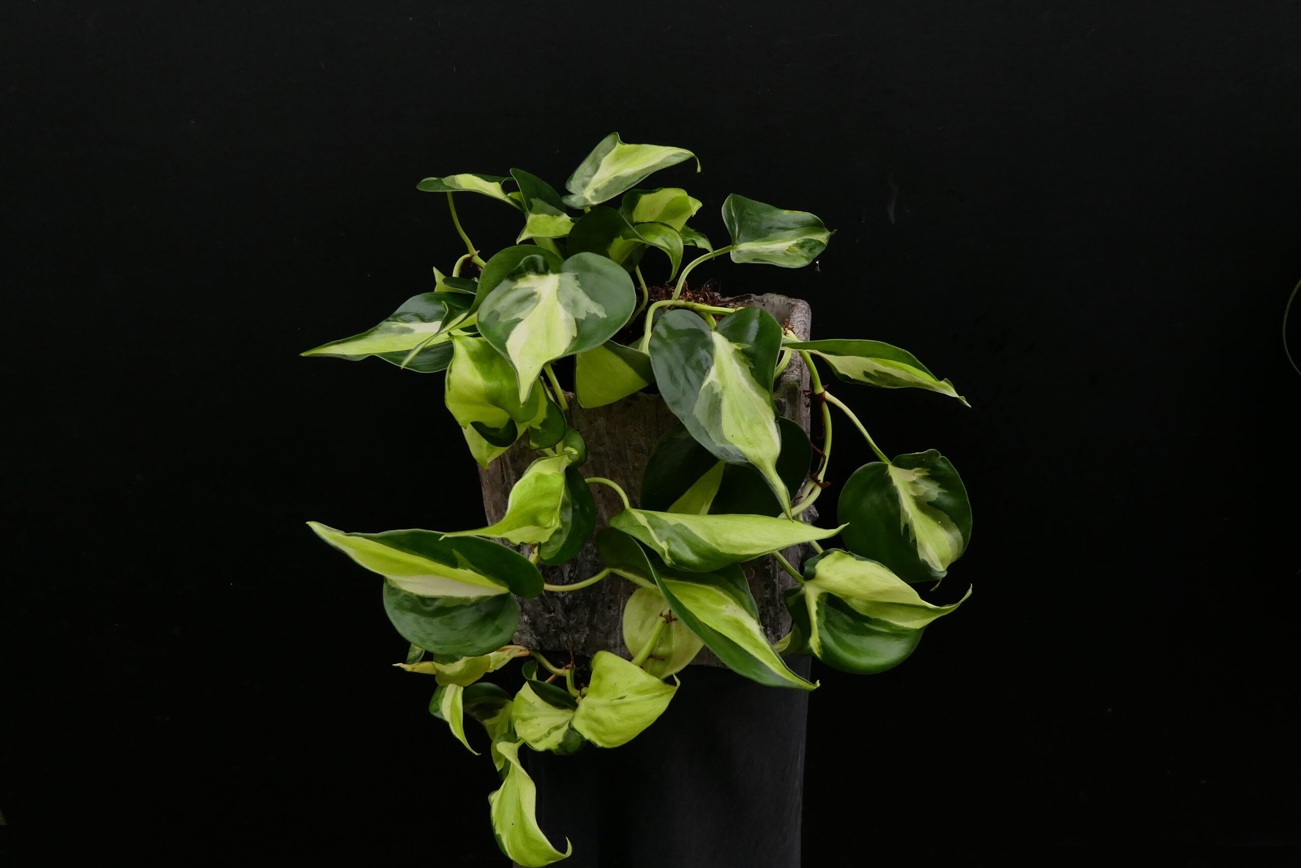philodendron green princess größe Philodendron Green Princess | Houseplant main image 0