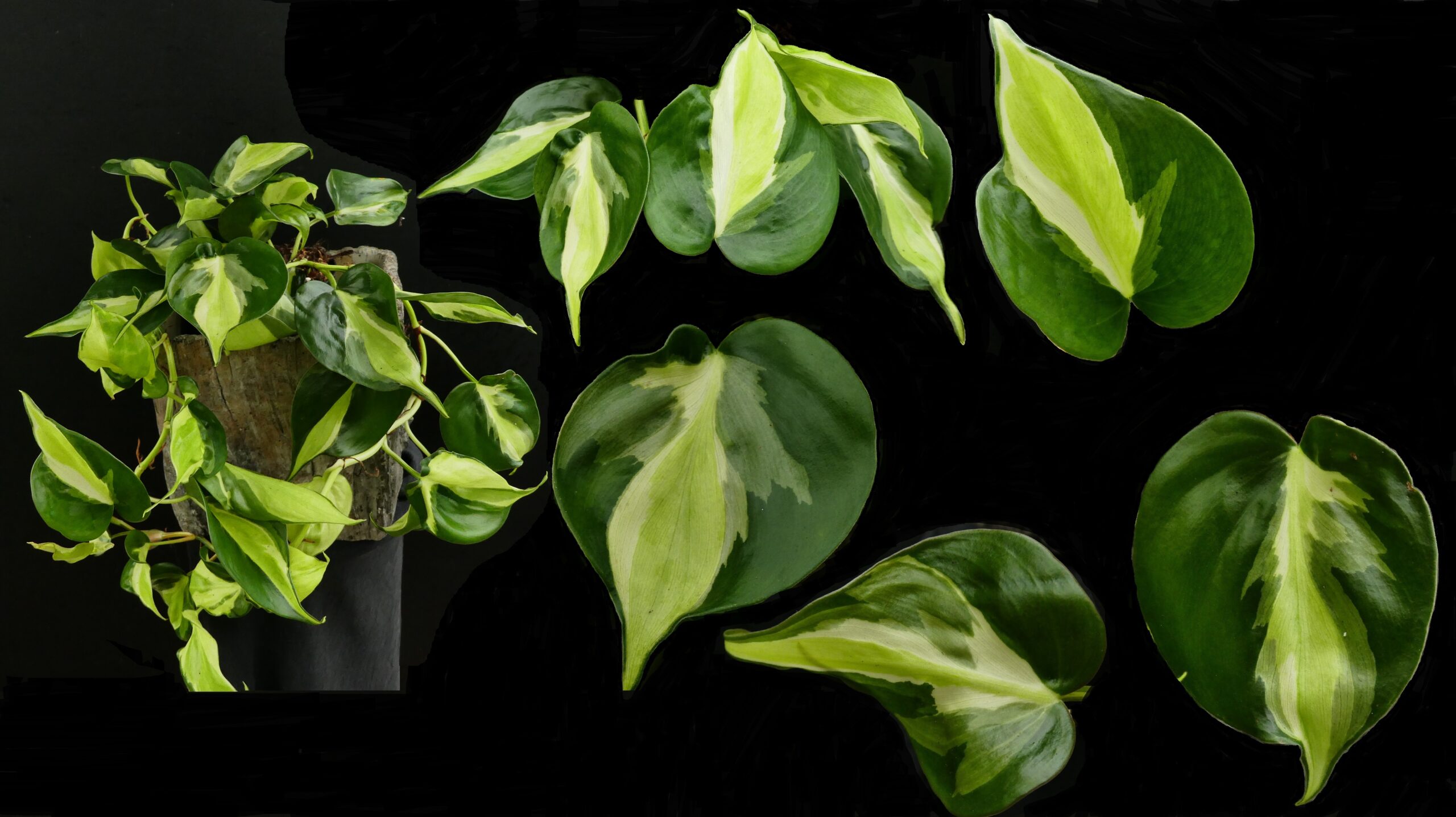 Philodendron hederaceum Rio Cream Splash' | holm-orchideen.de