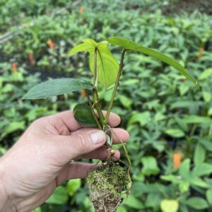 Philodendron pedatum (lanciniatum)