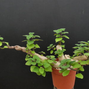 Plectranthus ernstii