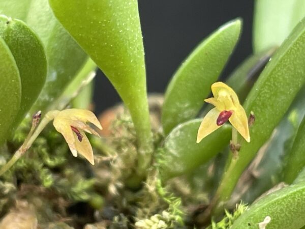 Pleurothallis (Panmorphia) minutalis – Bild 3