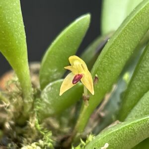 Pleurothallis (Panmorphia) minutalis