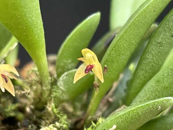 Pleurothallis (Panmorphia) minutalis