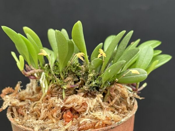 Pleurothallis (Panmorphia) minutalis – Bild 2
