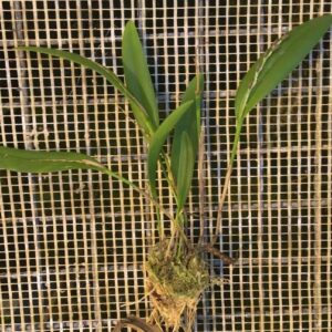 Pleurothallis (Acianthera) pubescens