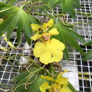 Psygmorchis (Oncidium) pusilla