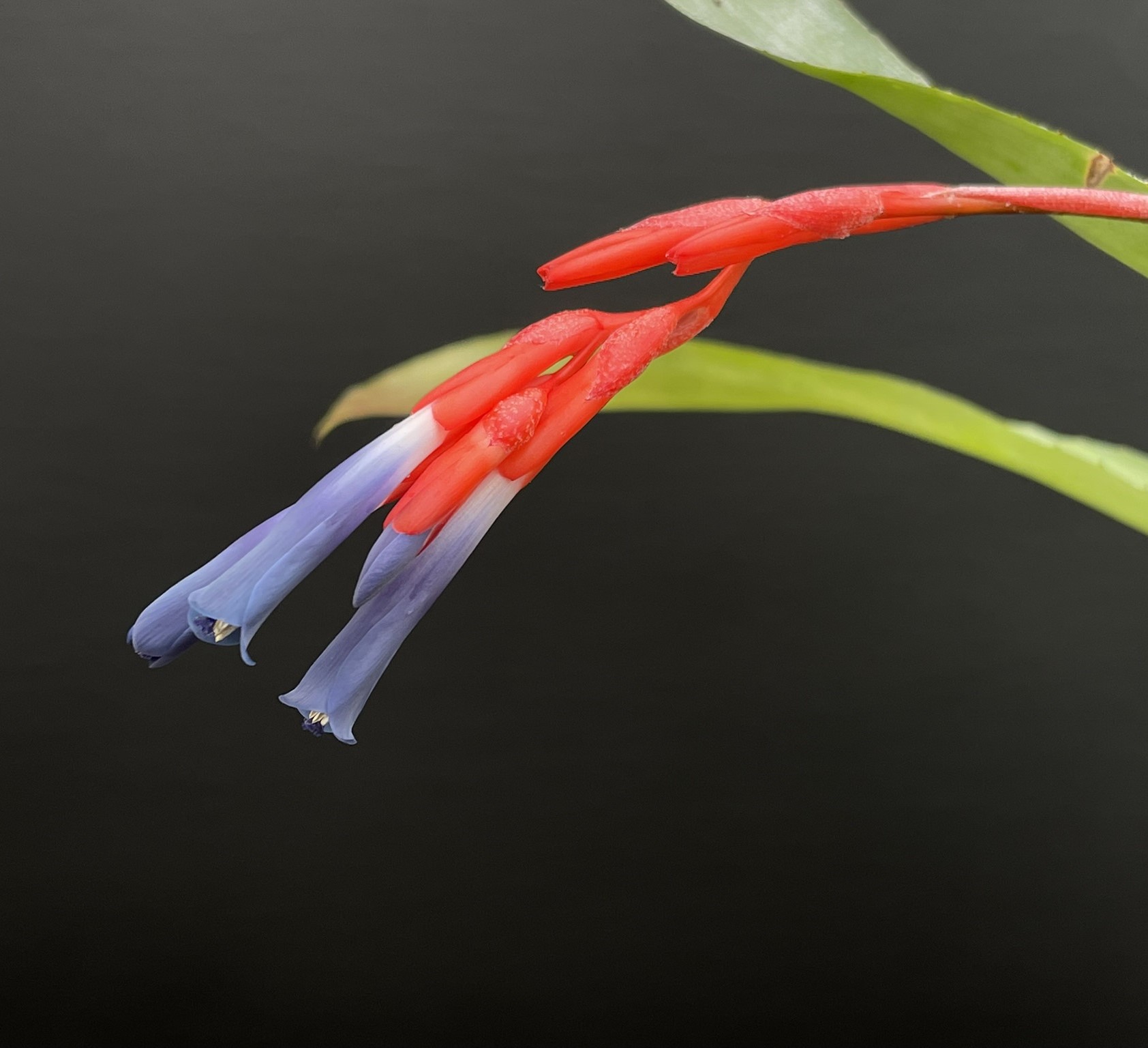 Quesnelia lateralis x liboniana – Bild 5