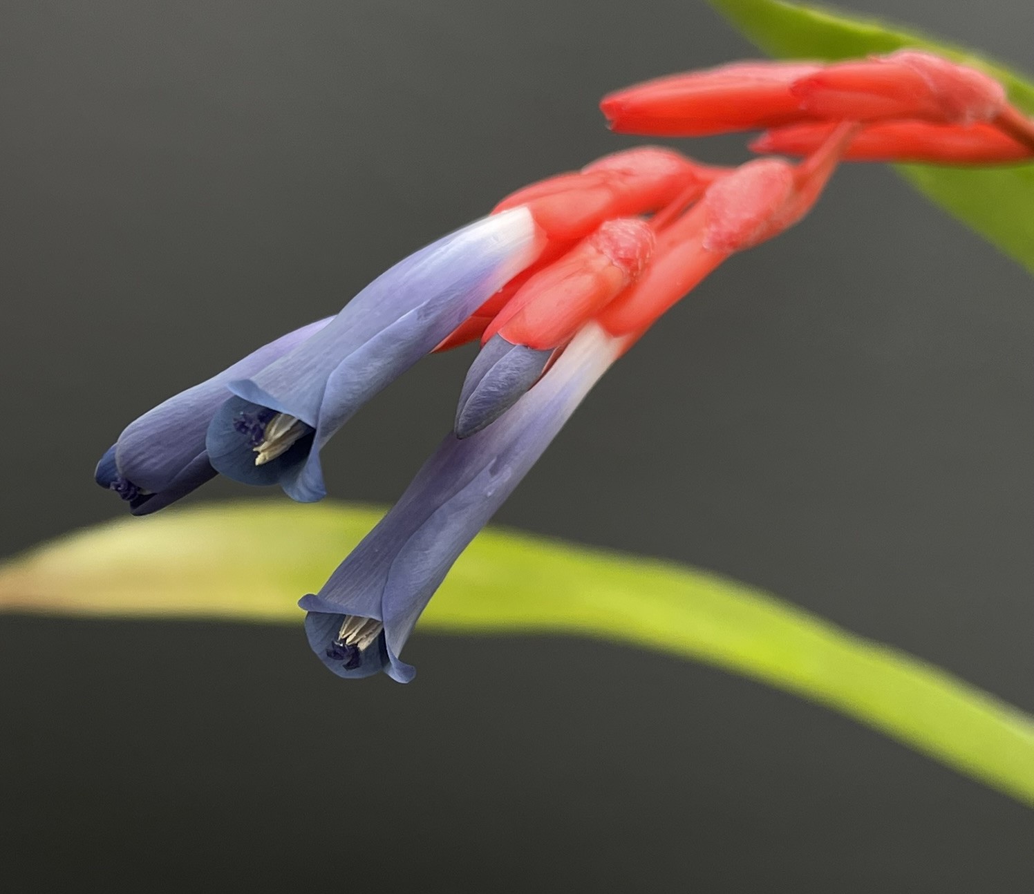 Quesnelia lateralis x liboniana