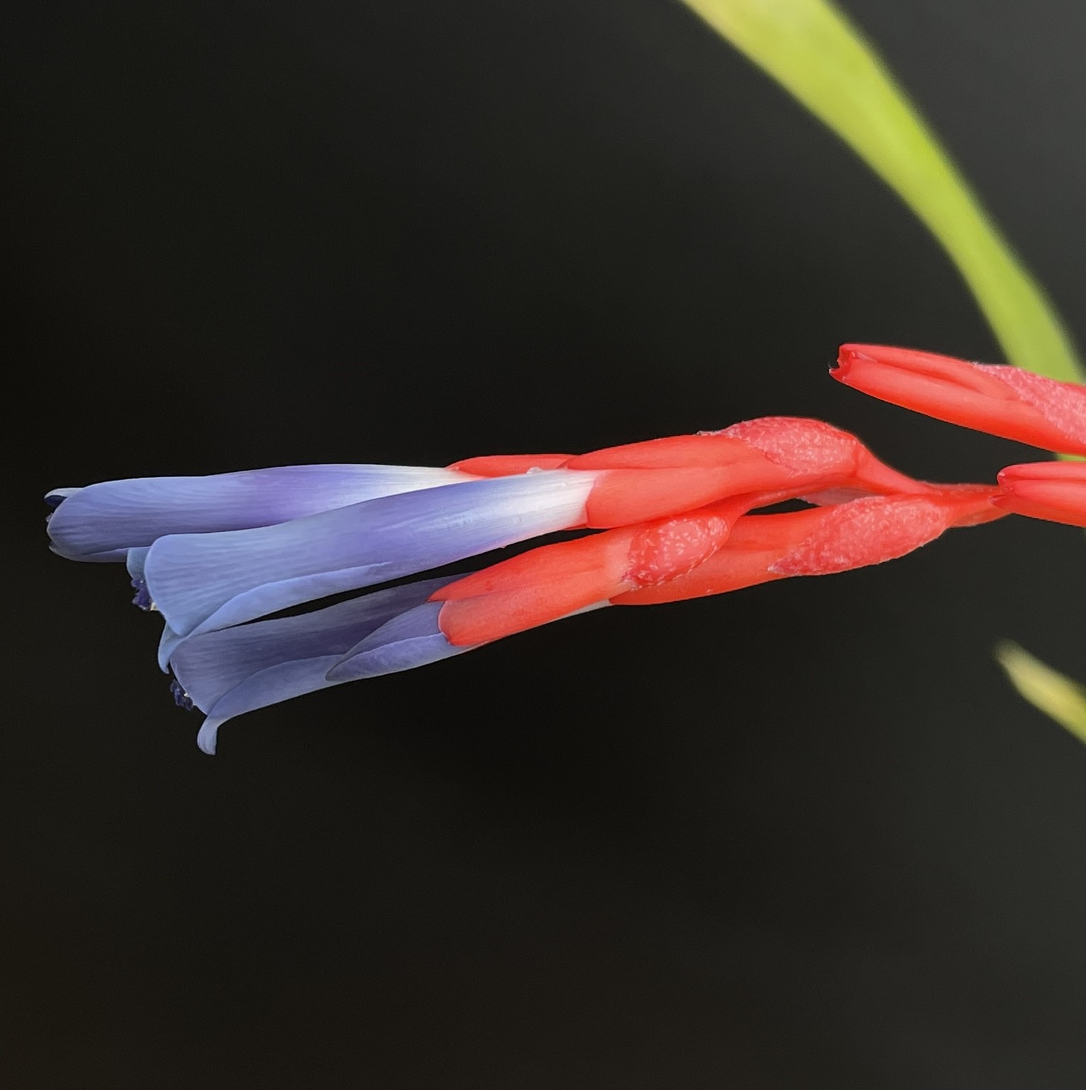 Quesnelia lateralis x liboniana – Bild 4