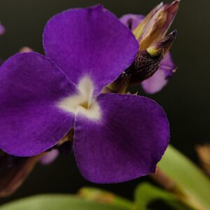 Racinaea hamaleana (früher Tillandsia hamaleana)