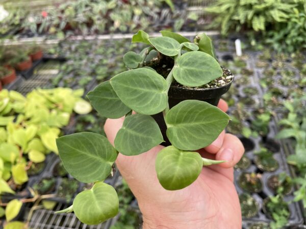 Rhaphidophora hayi – Bild 2