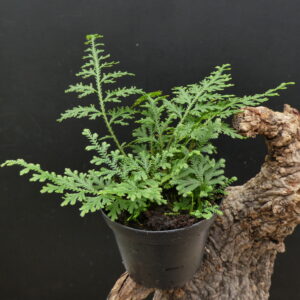 Selaginella griffithii