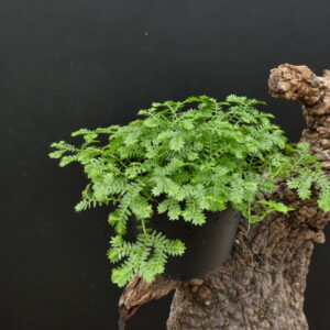 Selaginella kraussiana