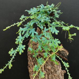 Selaginella uncinata