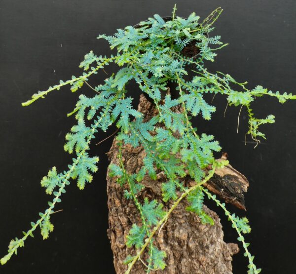 Selaginella uncinata