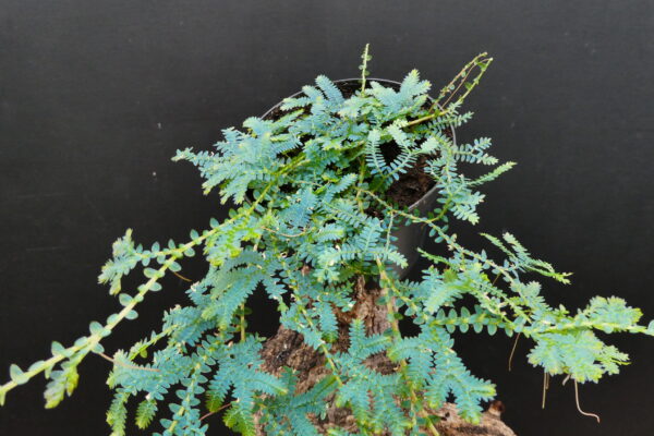 Selaginella uncinata – Bild 3