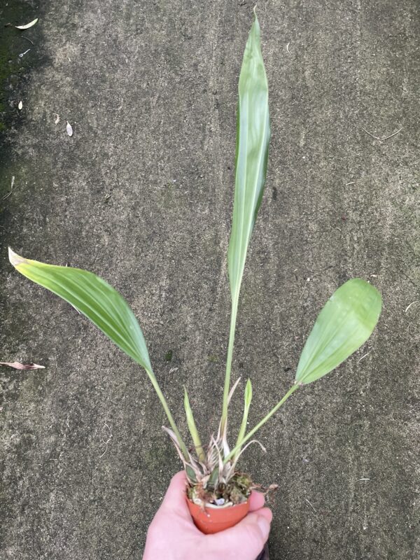 Stanhopea embreei – Bild 2