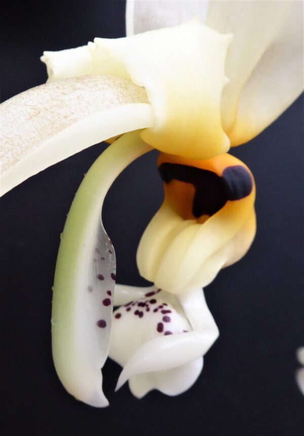 Stanhopea embreei – Bild 3