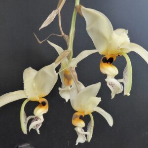 Stanhopea embreei