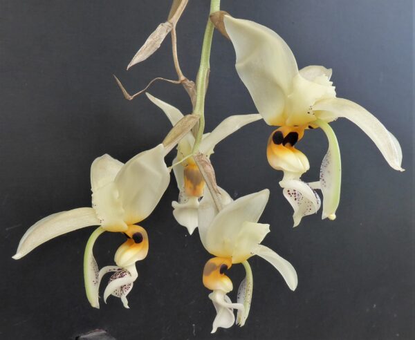 Stanhopea embreei