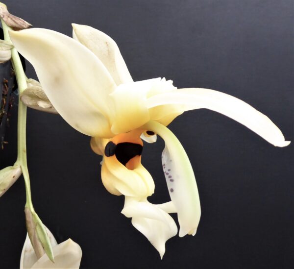 Stanhopea embreei – Bild 4