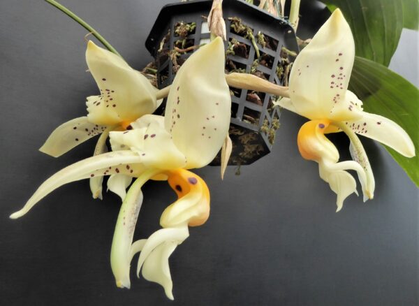 Stanhopea embreei – Bild 5