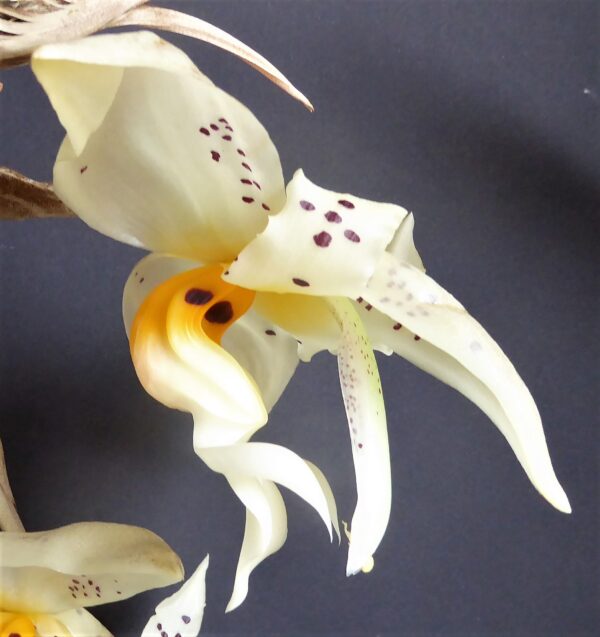 Stanhopea embreei – Bild 6