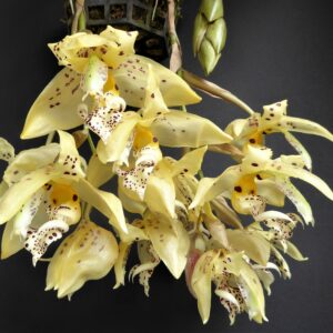 Stanhopea frymirei