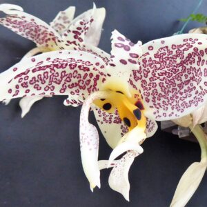 Stanhopea oculata