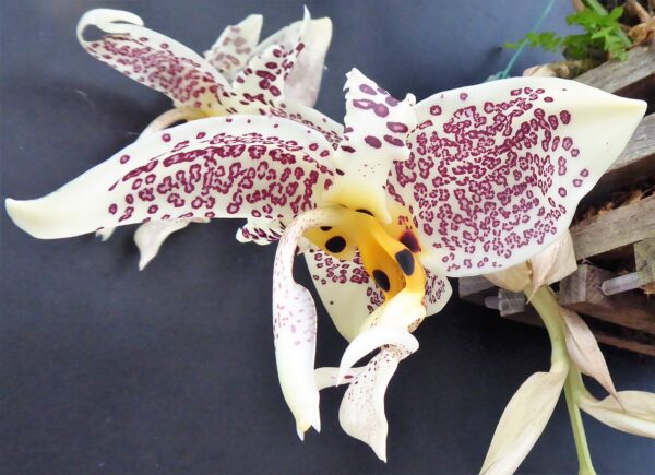 Stanhopea oculata