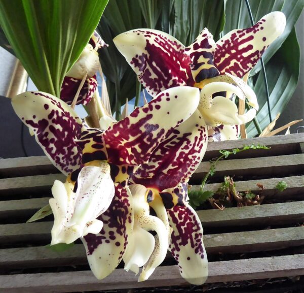 Stanhopea tigrina – Bild 4