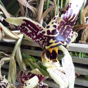 Stanhopea tigrina