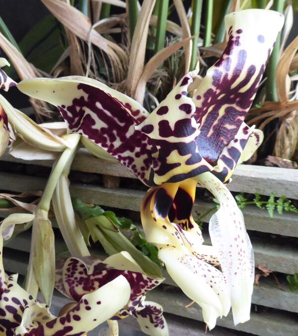 Stanhopea tigrina