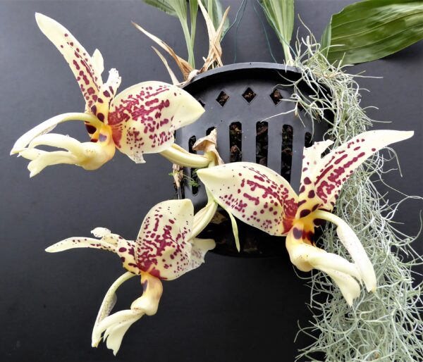 Stanhopea tigrina – Bild 6