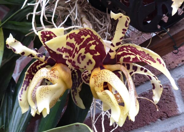 Stanhopea tigrina – Bild 5