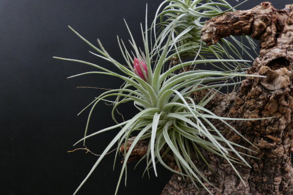 Tillandsia Holm's Pink Star x Holm's Silver Petrose – Bild 3