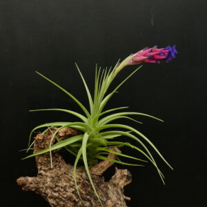 Tillandsia aeranthos ‚Big